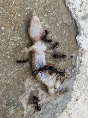 Camponotus ionius