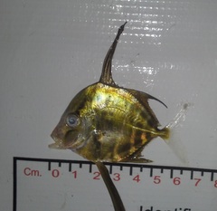 Caranginae
