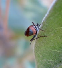 Lygaeus kalmii kalmii