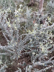 Cyphanthera albicans