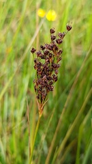 Juncus anceps