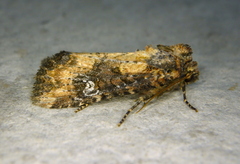 Mesapamea fractilinea