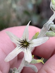 Cyphanthera albicans
