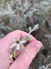 Cyphanthera albicans