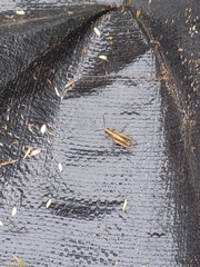 Pseudochorthippus curtipennis