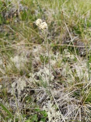 Antennaria pulcherrima