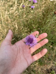 Centaurea thuillieri