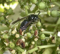 Dolichovespula arctica