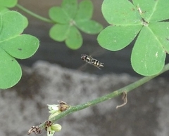 Fazia