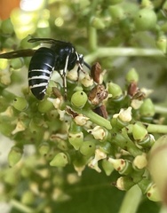 Dolichovespula arctica
