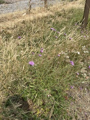 Centaurea thuillieri