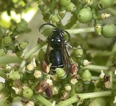 Dolichovespula arctica