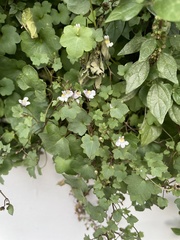 Cymbalaria muralis