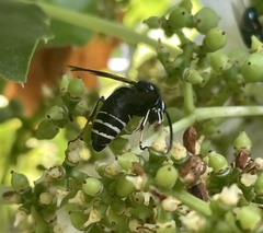 Dolichovespula arctica