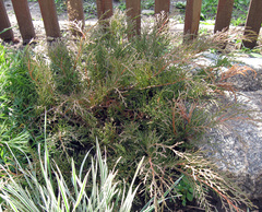 Microbiota decussata