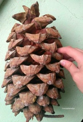 Pinus maximartinezii