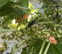 Dolichovespula arctica