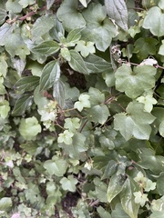 Cymbalaria muralis