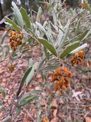 Grevillea floribunda