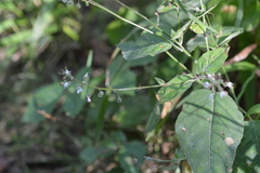 Circaea lutetiana