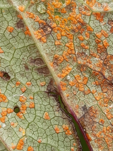 Coleosporium petasitis (DC.) Cooke