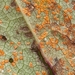 Coleosporium petasitis - Photo (c) Martin Scheuch, algunos derechos reservados (CC BY), subido por Martin Scheuch