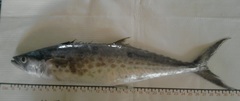 Scomberomorus sierra
