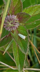 Sagatus punctifrons