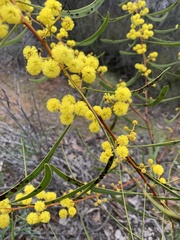 Acacia gladiiformis