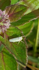 Sagatus punctifrons