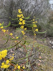 Acacia gladiiformis