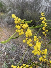 Acacia gladiiformis