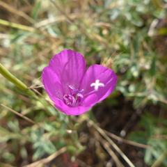 Clarkia lewisii