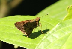 Psoralis stacara