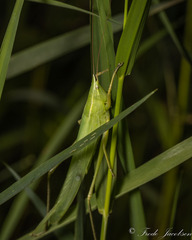 Neoconocephalus nebrascensis