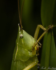 Neoconocephalus nebrascensis