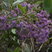 Condea tafallae - Photo (c) avocat, some rights reserved (CC BY-NC), uploaded by avocat