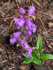 Penstemon deaveri