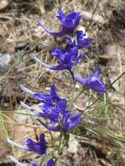 Delphinium gracile