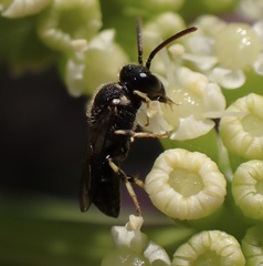 Hylaeus