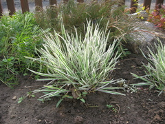 Arrhenatherum elatius bulbosum