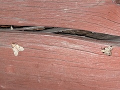 Aglossa costiferalis