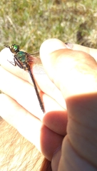 Somatochlora arctica