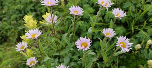 Image of Erigeron peregrinus by (c) Santiago Martín-Bravo, some rights reserved (CC BY)