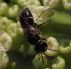 Hylaeus