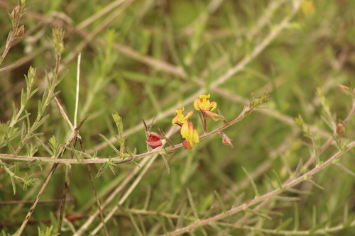 Krameria revoluta (Krameria revoluta)