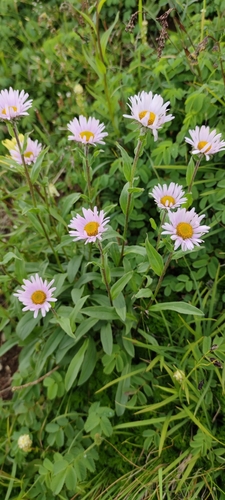 Image of Erigeron peregrinus by (c) Santiago Martín-Bravo, some rights reserved (CC BY)