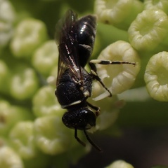 Hylaeus