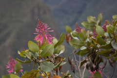 Oreocallis grandiflora