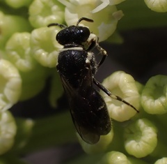 Hylaeus